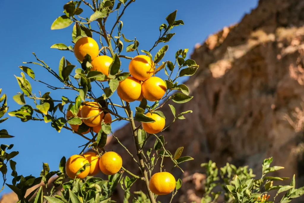 Fresh oranges growing on a tree against a rugged mountain backdrop under a blue sky, showcasing the beautiful local environment experienced on our Andalusian motorcycle tours. | Naranjas frescas en un árbol contra un fondo montañoso escarpado bajo un cielo azul, mostrando el hermoso entorno local que se experimenta en nuestras rutas en moto por Andalucía.